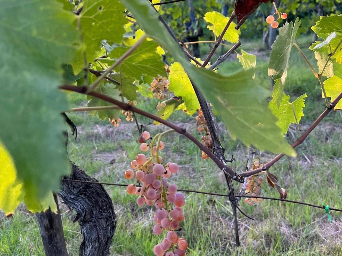 B&B Terre Toscane Ciggiano Luaran gambar